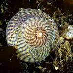 Steromphala cineraria